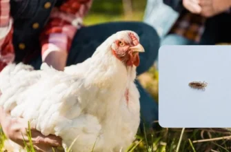 Народні методи лікування вошей у курей: ефективні рецепти та поради