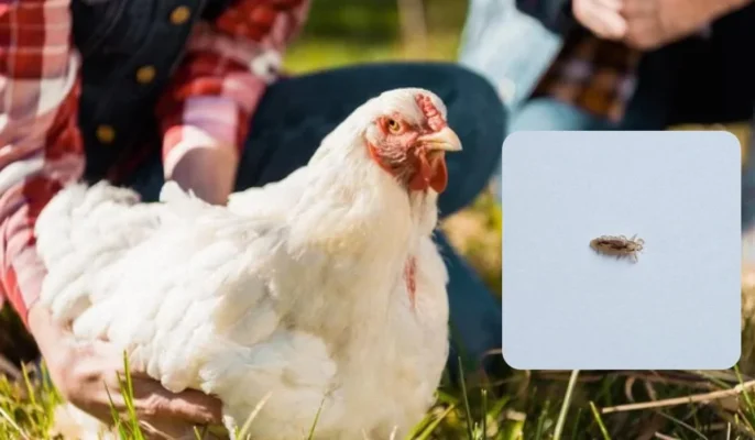 Народні методи лікування вошей у курей: ефективні рецепти та поради