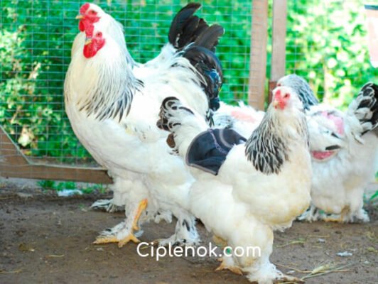 Всі породи курей: докладний огляд популярних видів для птахівників