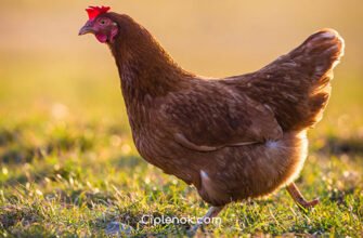 Порода кур Фокси Чик: особливості, утримання та продуктивність