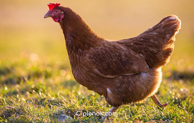 Порода кур Фокси Чик: особливості, утримання та продуктивність