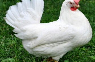 Порода кур-несучок: обираємо найкращих для високої яєчної продуктивності