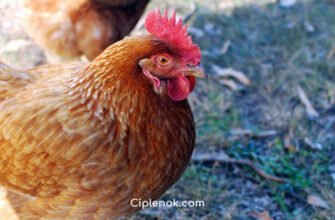 Порода курей Геркулес: переваги, особливості та утримання вдома