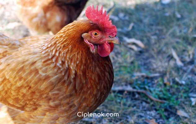 Порода курей Геркулес: переваги, особливості та утримання вдома