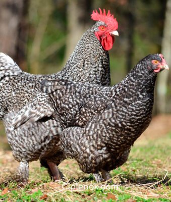 Вибір курки породи: найкращі варіанти для вашого господарства