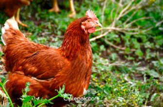 Порода курей Редбро: особливості, переваги та догляд за птахами