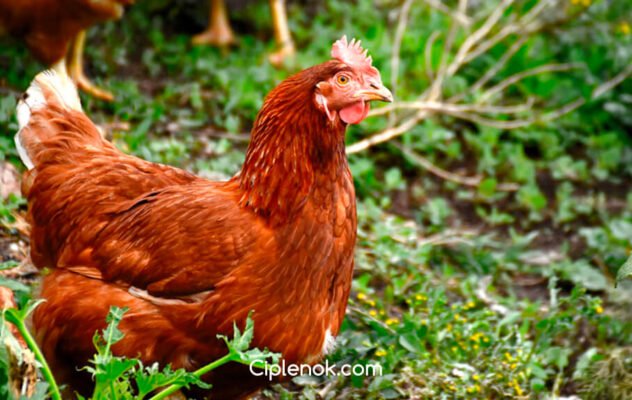 Порода курей Редбро: особливості, переваги та догляд за птахами