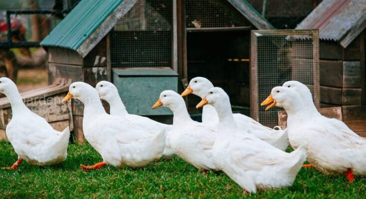 ТОП-5 популярних порід качок бройлерів для прибуткового птахівництва