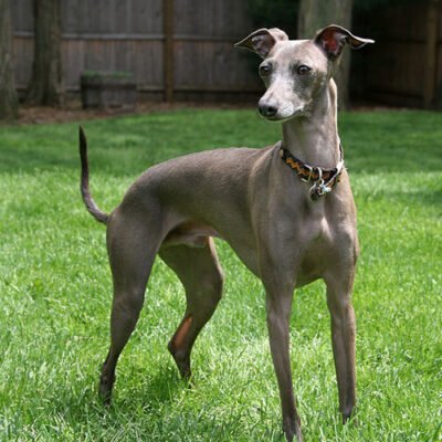 Все про породу собак шпіц: харизматичні компаньйони для вашої сім’ї