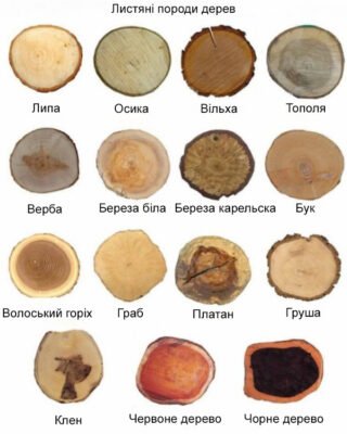 Найкращі породи деревини: властивості та застосування у будівництві