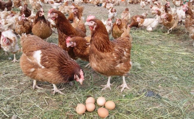 М’ясо-яєчні породи курей в Україні: особливості та переваги утримання