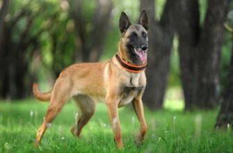 Порода собаки Малинуа: характеристика, догляд та особливості виховання