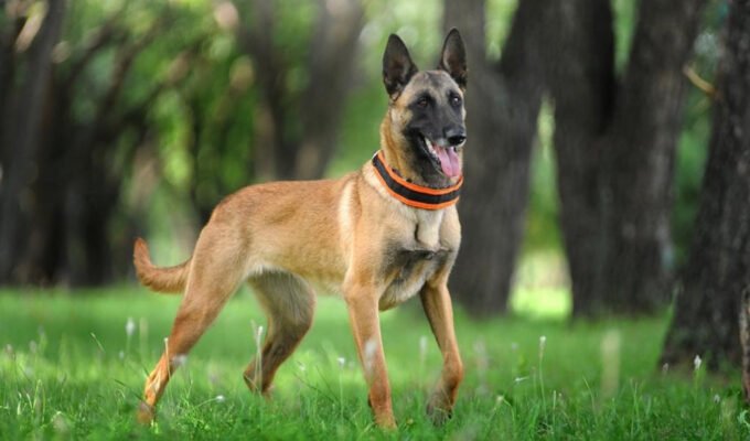 Порода собаки Малинуа: характеристика, догляд та особливості виховання