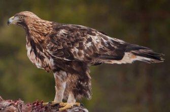 Хто такий беркут: історія, значення і сучасна роль
