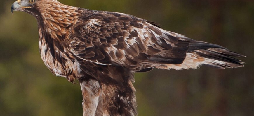 Хто такий беркут: історія, значення і сучасна роль
