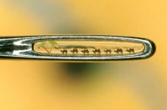 Відвідайте музей мікромініатюр у Києві: унікальні експонати в центрі міста