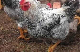 Порода курей Мастер Грей: особливості та переваги розведення