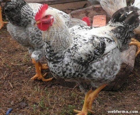 Порода курей Мастер Грей: особливості та переваги розведення