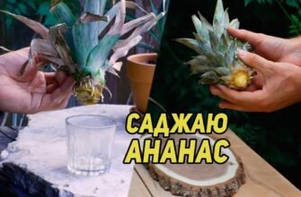Як правильно посадити ананас: поради для початківців садівників