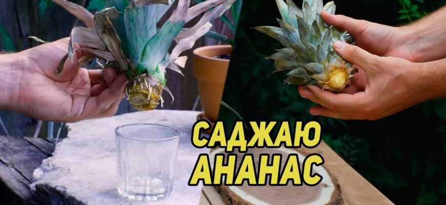 Як правильно посадити ананас: поради для початківців садівників
