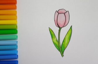Як намалювати тюльпан: покрокова інструкція для початківців художників