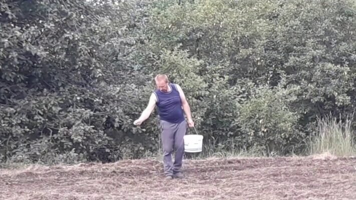 Як сіяти люцерну вручну: покроковий гід для оптимального врожаю