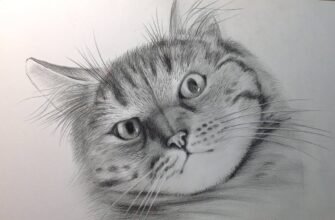 Як легко та просто намалювати кота олівцем: покрокова інструкція