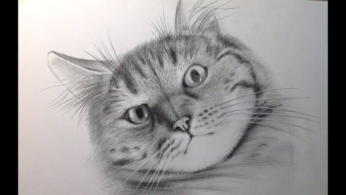 Як легко та просто намалювати кота олівцем: покрокова інструкція