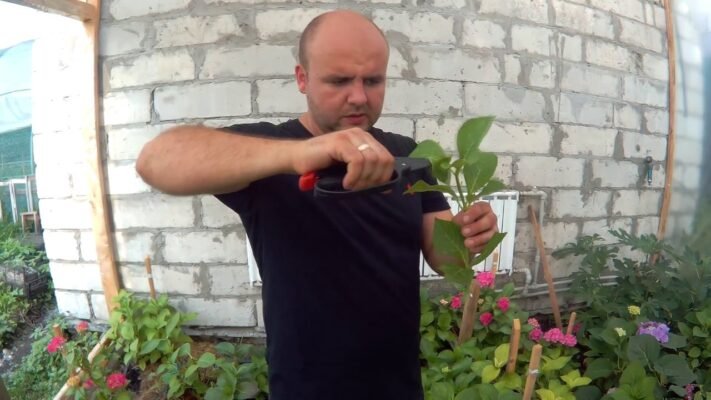 Як розмножувати гортензію: покроковий посібник для початківців Як розмножувати гортензію: покроковий посібник для початківців