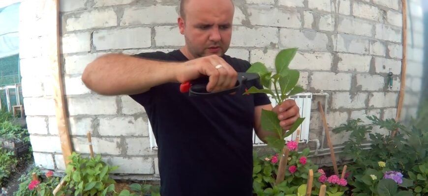 Як розмножується гортензія: найефективніші методи розведення рослини