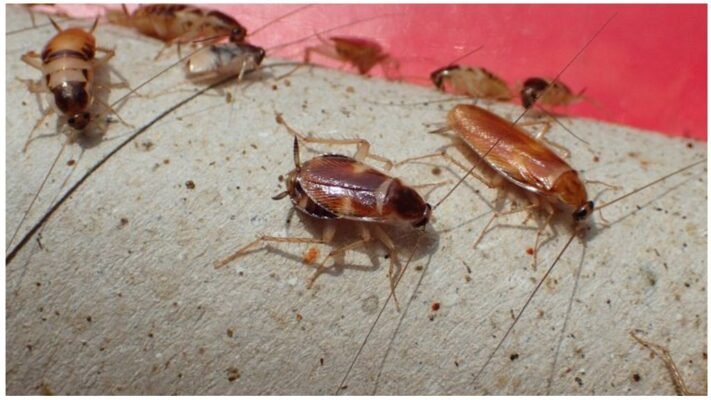 Як виглядає таракан: детальний опис та характерні особливості