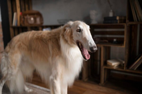 Борзая порода: характеристика, догляд і особливості утримання