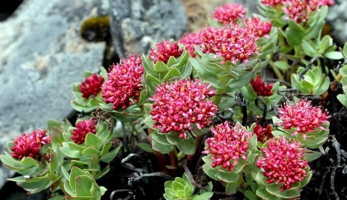 Родіола рожева: корисні властивості та застосування в медицині