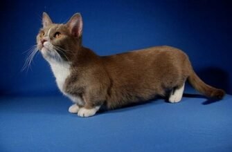 ТОП порід маленьких кішок: оберіть ідеального домашнього улюбленця