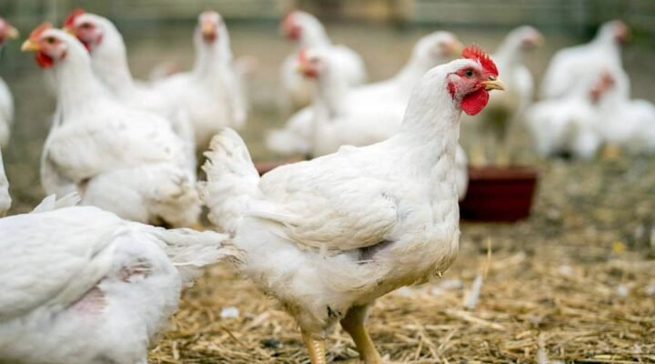 М’ясні породи курей: шлях до ефективного вирощування птиці