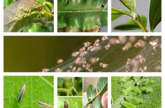 Народні методи боротьби з шкідниками кімнатних рослин: ефективні поради