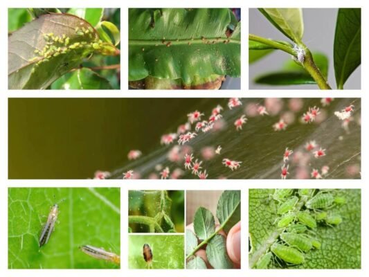 Народні методи боротьби з шкідниками кімнатних рослин: ефективні поради