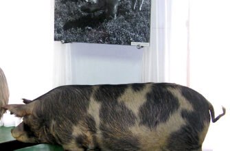 Миргородська порода свиней: особливості, догляд та переваги розведення