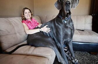 Найбільша собака в світі: Яка порода вражає своїми розмірами?