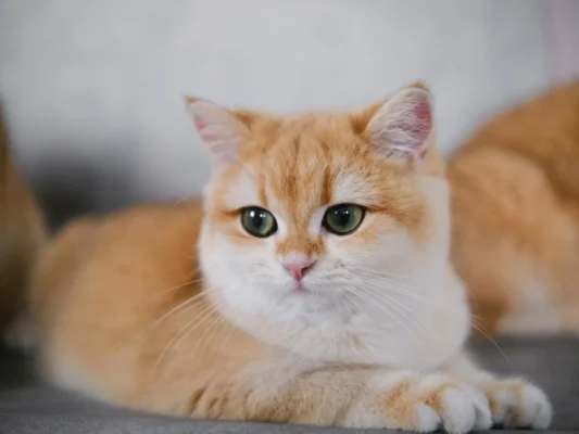 Популярні породи котів: огляд найулюбленіших пухнастих друзів