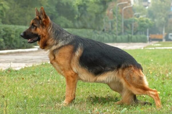 Вибір вівчарки породи: як знайти ідеального чотирилапого друга