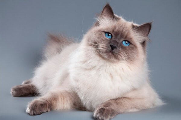 Порода кішок Невська Маскарадна: Опис, Характер та Догляд