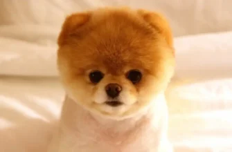 Самі маленькі породи собак: огляд популярних та чарівних улюбленців