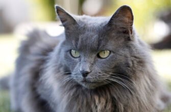 Порода котів нібелунг: особливості, догляд та характер цих красенів