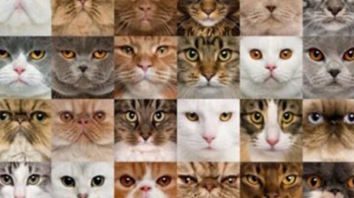 Всі породи котів: повний огляд видів та їх особливостей