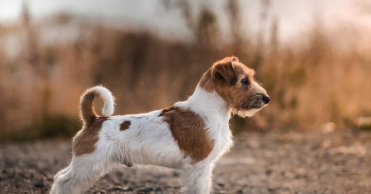 Джек Рассел: Яка порода собак найбільше схожа на цього улюбленця?