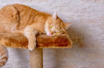 Породи рудих котів: огляд популярних фаворитів серед любителів