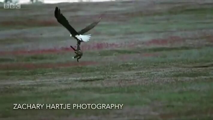 Хто їсть лисицю: природні хижаки та небезпеки для лисиць
