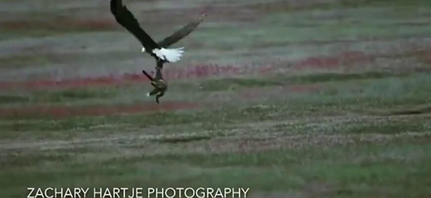 Хто їсть лисицю: природні хижаки та небезпеки для лисиць
