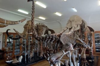 Палеонтологічний музей Одеси: відкрийте таємниці давнього світу